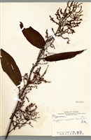 藏品(虎杖(黃藥子))的圖片